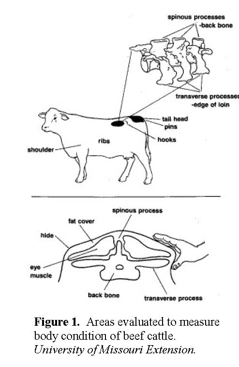 body-condition-scores-extension-beef-cattle-program-montana-state